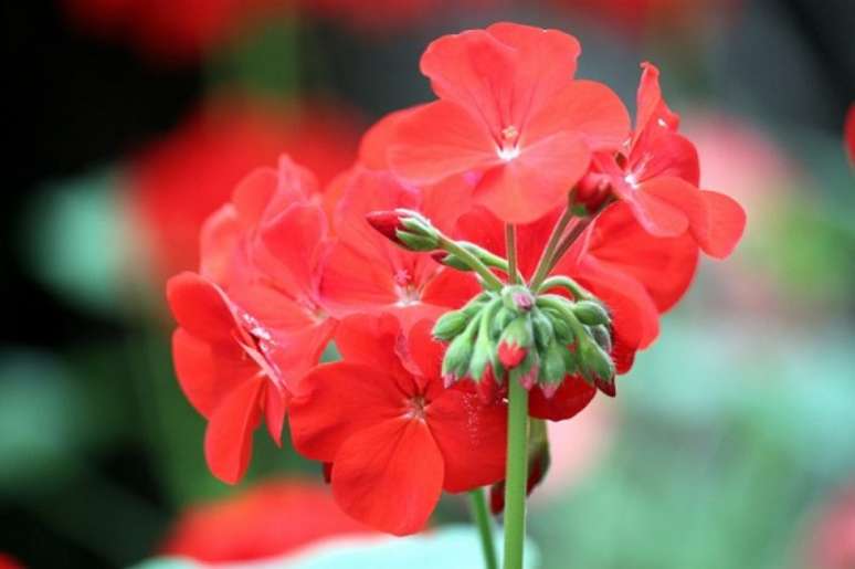 44- A begônia cerosa possui flores que variam do branco ao vermelho. Construindodecor