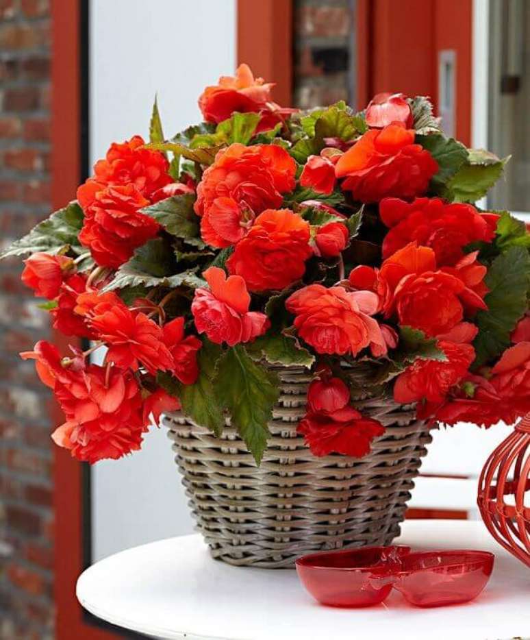 5- A begônia vermelha é muito valorizada pelos tons fortes das flores. Fonte: Arquidicas