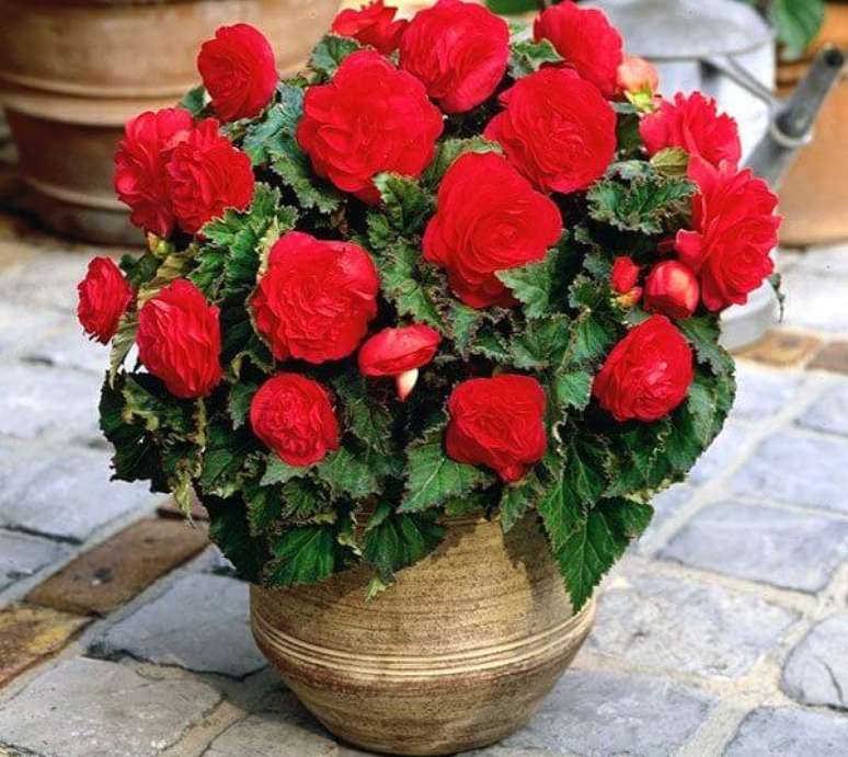 46- A begônia vermelha plantada em vaso pode decorar varandas e espaços gourmets com luz indireta. Fonte: Pinterest