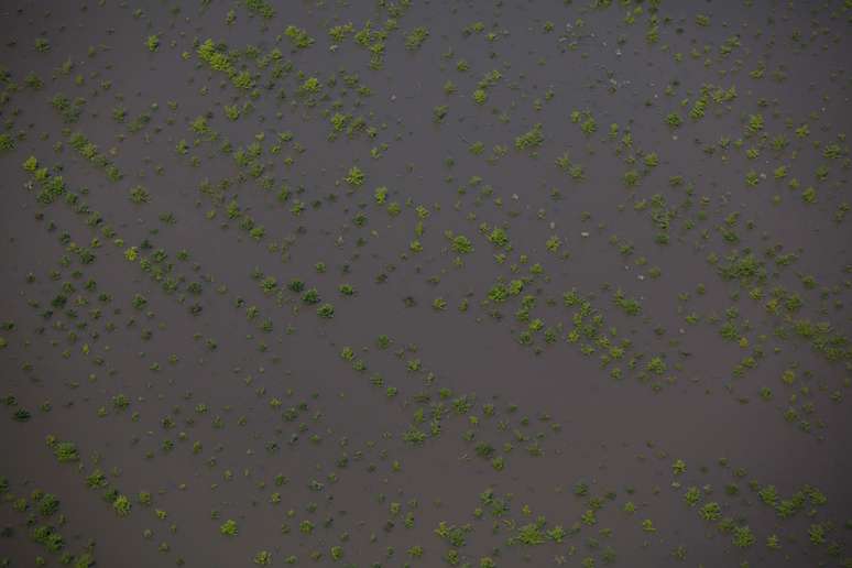 Lavoura fica quase inteiramente submersa ap&oacute;s fortes chuvas perto de Yazoo City, no Mississippi
18/05/2011
REUTERS/Eric Thayer 