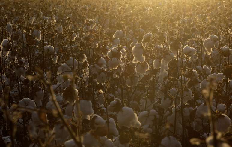 Plantação de algodão em fazenda perto de Luis Eduardo Magalhães, na Bahia