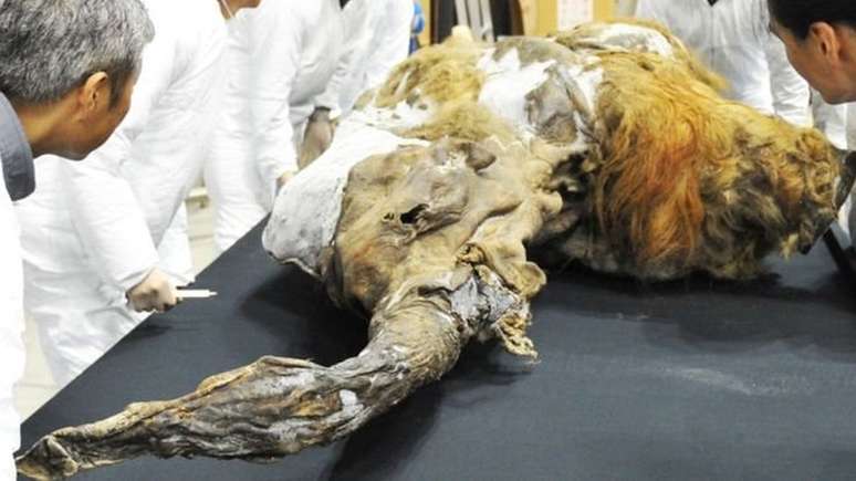 Yuka, um bebê mamute, foi achado em perfeito estado em 2011