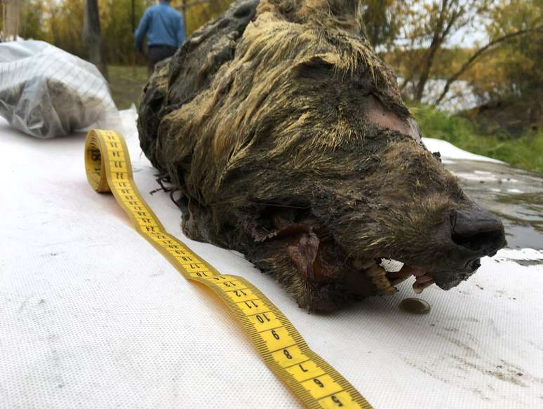 Cabe&ccedil;a de lobo de 40 mil anos preservada no gelo em Yakutia, na R&uacute;ssia
06/09/2018 REUTERS/Valery Plotnikov