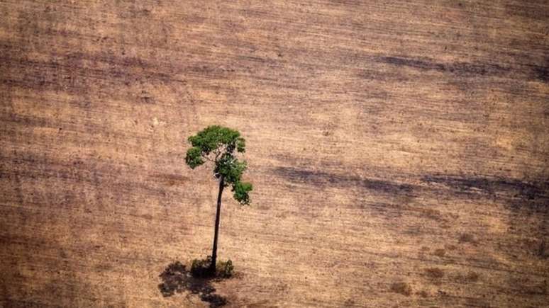 O desmatamento na floresta Amazônica vem aumentando desde 2015, atingindo pico em 2018, segundo dados do Instituto Nacional de Pesquisas Espaciais (INPI). Ao que parece, 2019 terá resultados piores que os do ano passado