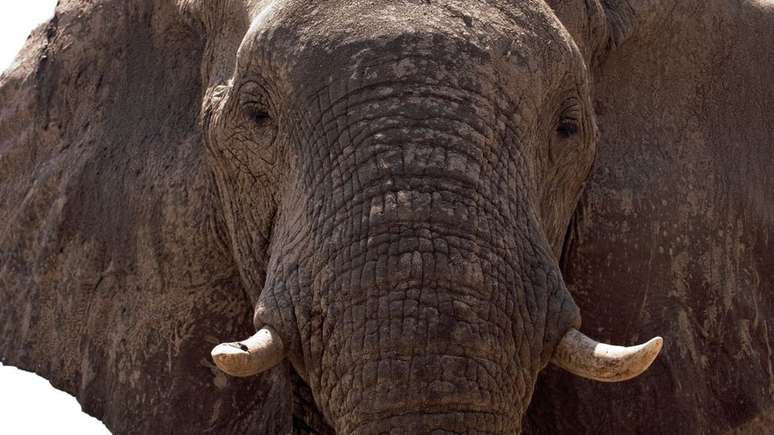 A população de elefantes em Botsuana triplicou nos últimos 30 anos