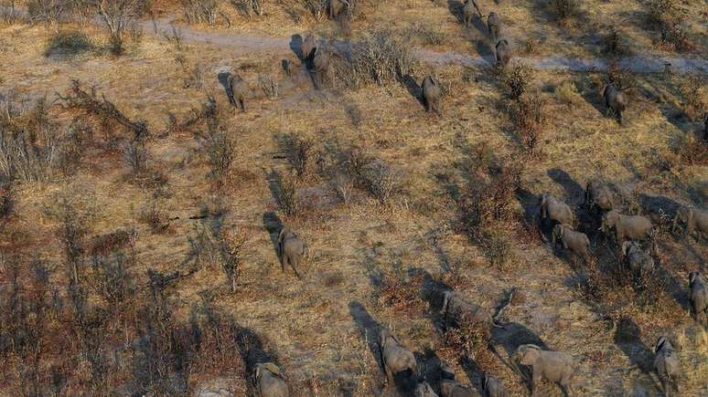 Botsuana contabiliza um elefante para cada 18 pessoas