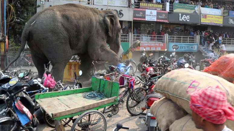 Elefantes selvagens às vezes se afastam das florestas e acabam chegando a cidades