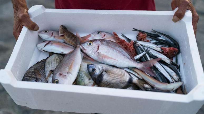 Em breve, os compradores poderão aprender a 'história' dos peixes que vão comer