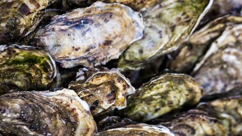 Filtros marinhos, como ostras, são particularmente sensíveis à poluição