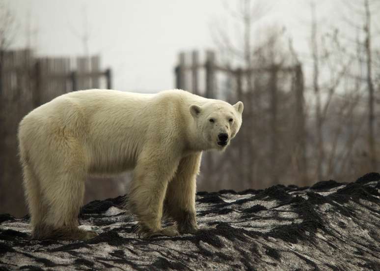 Ursa polar na cidade industrial russa de Norilsk
17/06/2019 REUTERS/Vyacheslav Yarinskiy