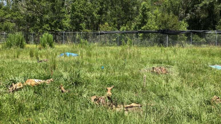 A decomposi&ccedil;&atilde;o dos corpos afeta a terra onde eles se encontram