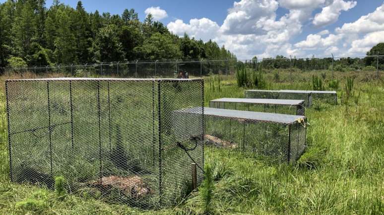 Alguns dos corpos s&atilde;o protegidos por gaiolas para evitar que sejam alvos de aves de rapina