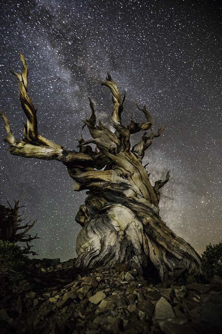 A fot&oacute;grafa faz um alerta: grandes &aacute;rvores antigas est&atilde;o padecendo diante das mudan&ccedil;as clim&aacute;ticas