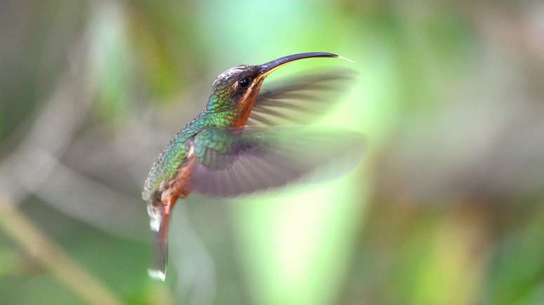 O desenho da imagem anterior corresponde a um colibri eremita, segundo os pesquisadores japoneses. Nesta foto, vemos um balan&ccedil;a-rabo-de-bico-torto (Glaucis hirsutus)