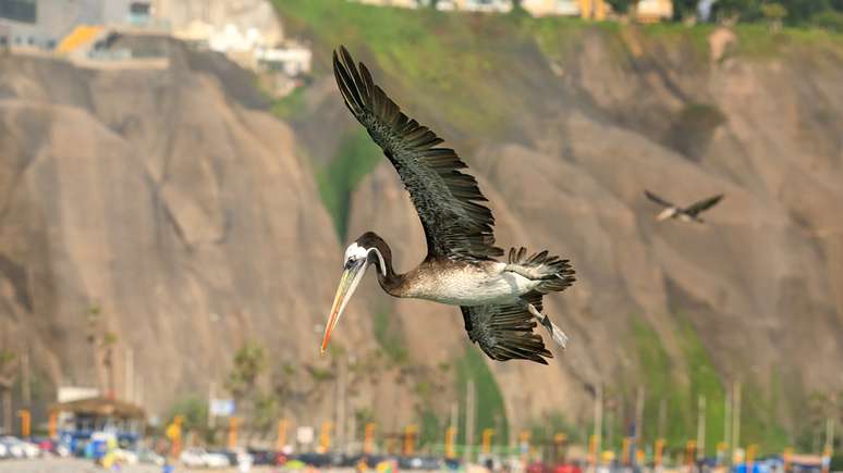 Os habitantes de Nazca desenharam aves ex&oacute;ticas, como pelicanos, que podem ter conhecido ao procurar alimentos na costa