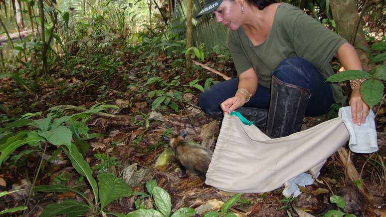 Zoóloga Ana Cristina Mendes de Oliveira, da UFPA, estuda como as atividades humanas afetam os mamíferos da região; acima, ela fazendo soltura de animal na Amazônia