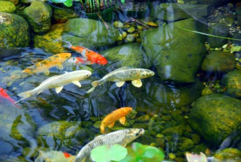 15. Cuide bem dos peixes do seu lago artificial – Por: Blog da Cubos Lagos
