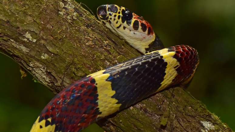 A falsa cobra coral de árvore não era vista em Honduras desde 1965