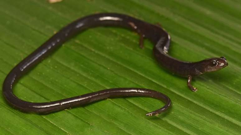 Esta salamandra é uma espécie altamente vulnerável