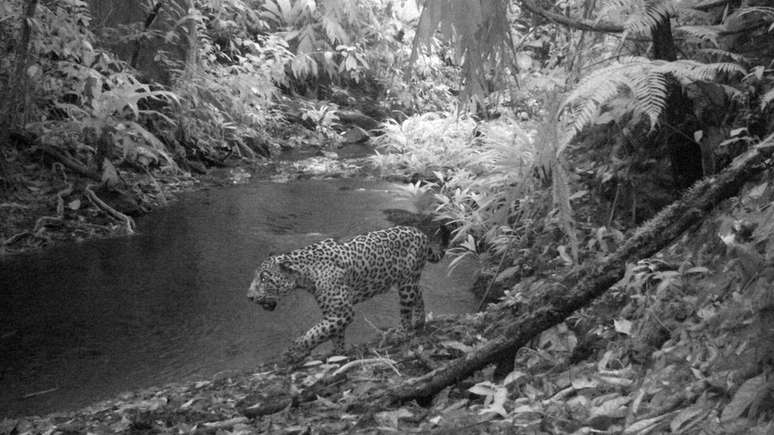 Os jaguares mantêm o equilíbrio do ecossistema, mantendo a população dos animais que eles caçam regulada
