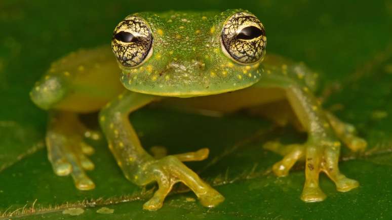 A descoberta deste 'sapo de vidro' é uma indicação, segundo os pesquisadores, de que a floresta de Cidade Branca está intacta