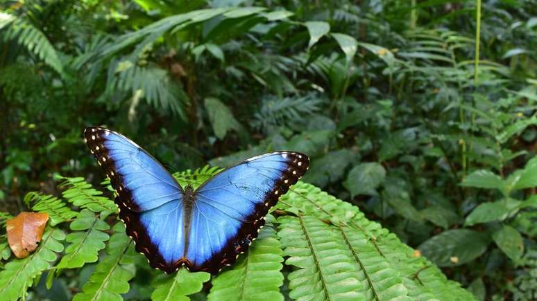 Os pesquisadores encontraram 246 espécies de borboletas e mariposas