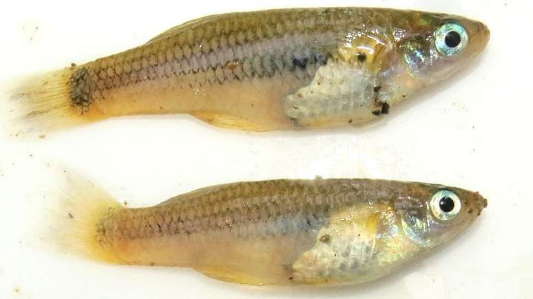 O pesquisadores acreditam que este peixe da espécie Molly nunca havia sido registrado