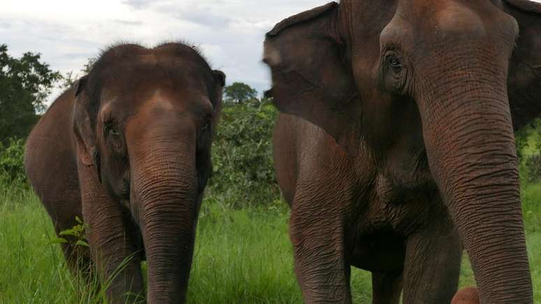 Guida (à direita) e Maia (à esquerda) em passeio no santuário