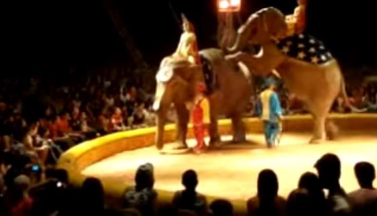 Maia e Guida passaram quatro décadas sofrendo maus-tratos em circos brasileiros