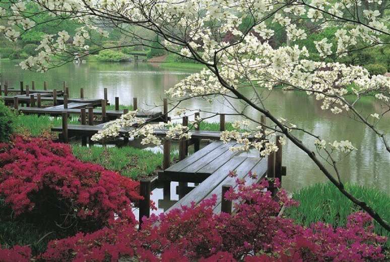 8. Plantas jardim japonês e caminho estruturado com placas de madeira. Fonte: Dicas de Argentina