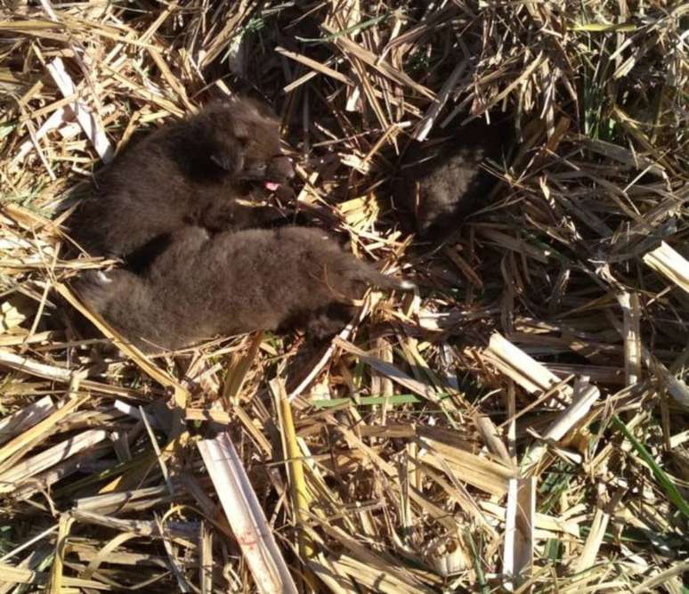 A Polícia Ambiental resgatou filhotes de lobo-guará em plantação de cana-de-açúcar, em Itajobi