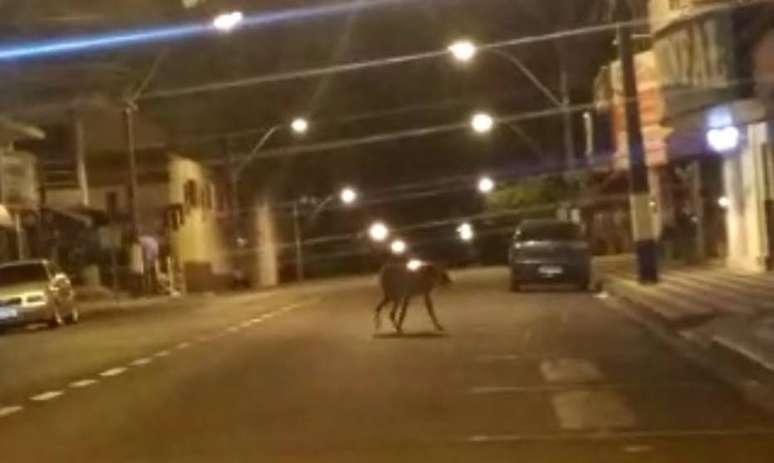 Policiais acompanharam o passeio de um lobo solitário em Osvaldo Cruz, também no interior paulista