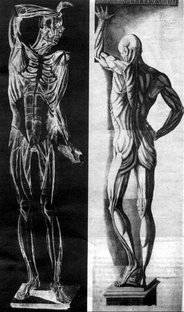 Anatomias (Cattani e Mascagni)