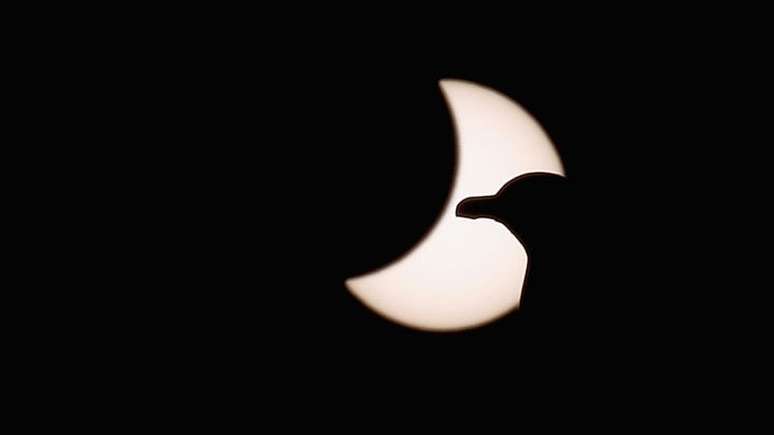 Durante os eclipses solares totais, as aves diurnas saem em busca do ninho, enquanto as noturnas entram em atividade