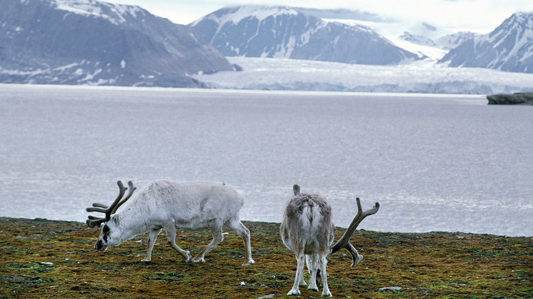As renas de Svalbard s&atilde;o uma t&aacute;bua de salva&ccedil;&atilde;o para a raposa do &Aacute;rtico