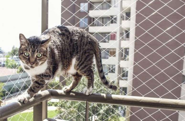 13. Gatos são animais que ficam muito protegidos com redes de proteção. Foto: Segura Redes