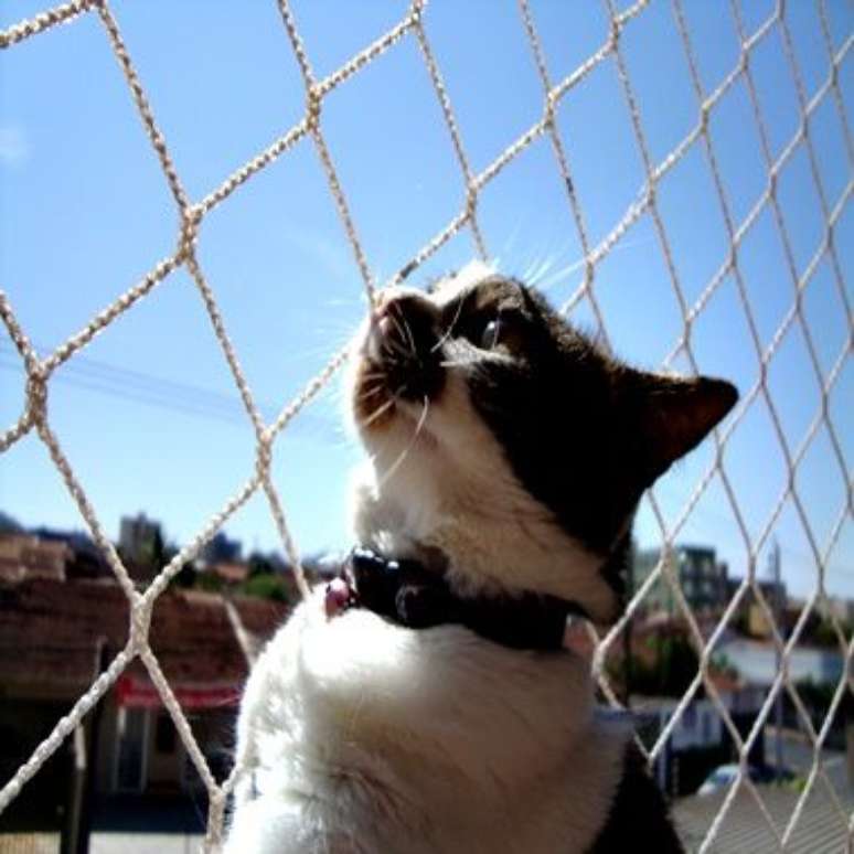 14. É comum que esse tipo de animal fique próximo a janelas e sacadas com redes de proteção. Foto: Ferraz Telas