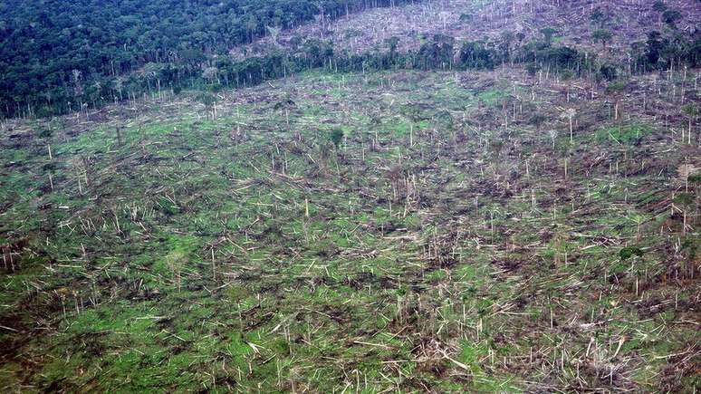 No caso das florestas tropicais, como a Amazônia, que têm de 90% a 100% de cobertura de árvores, as alterações climáticas têm trazido efeitos devastadores