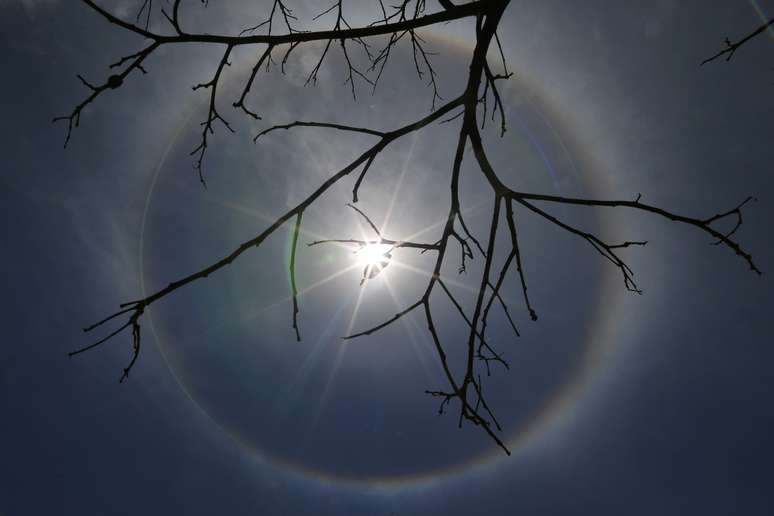 Galhos secos de &aacute;rvore sob halo do sol em Bras&iacute;lia
04/09/2014
REUTERS/Ueslei Marcelino