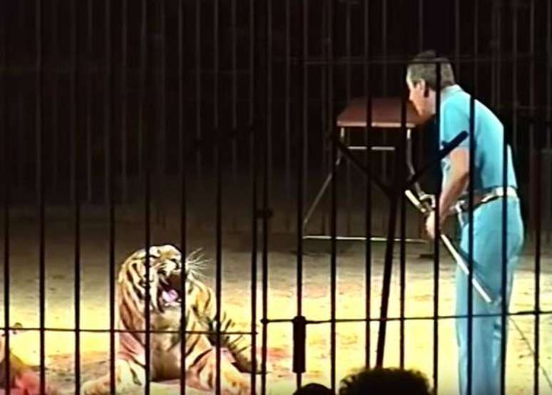 Domador de circo Orfei morre após ser atacado por 4 tigres