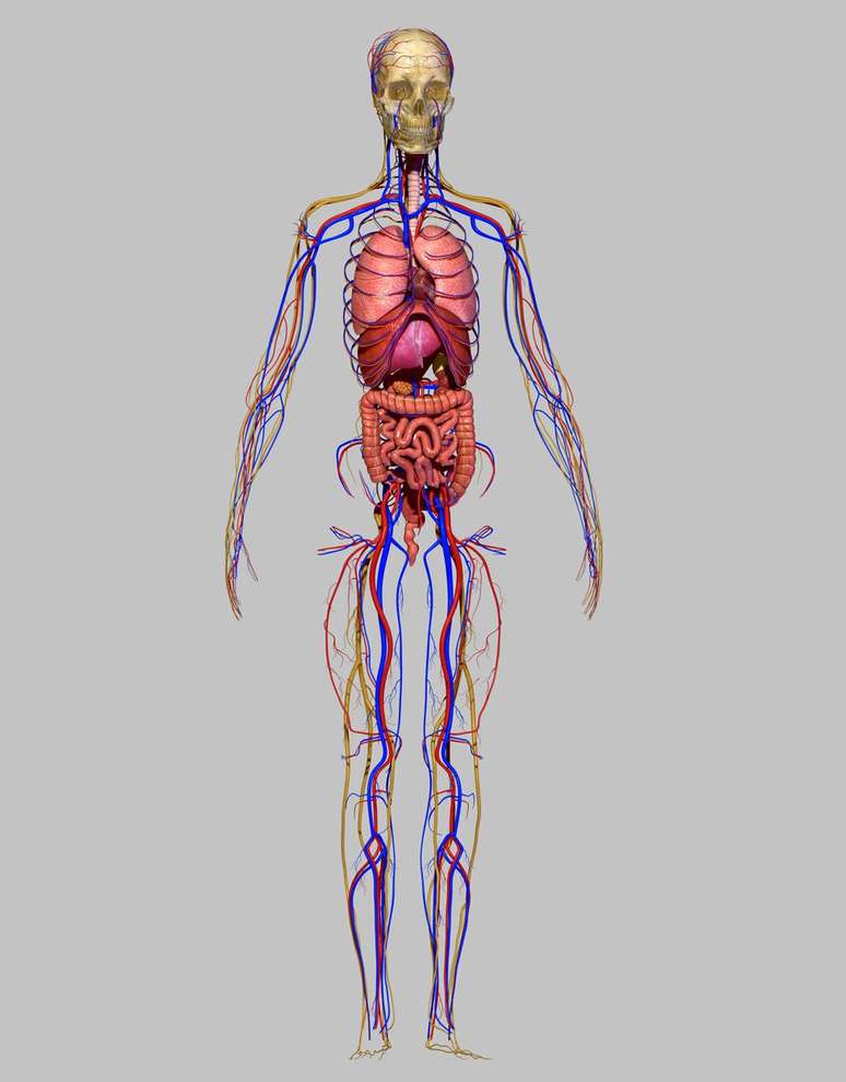 O sistema nervoso simp&aacute;tico provoca mudan&ccedil;as em nosso corpo semelhantes &agrave;quelas que sentimos quando estamos apaixonados