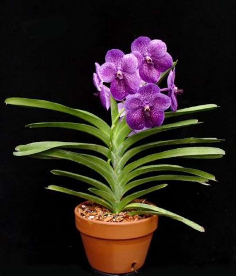 25. A Orquídea Vanda também pode estar em um vaso de barro simples. Foto: Amo Flores