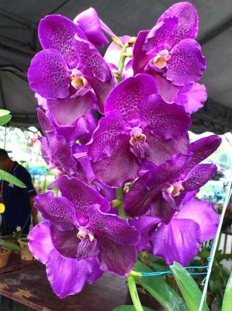3. Cuidar de Orquídea Vanda é muito simples. Foto: Orquídeas com Amor