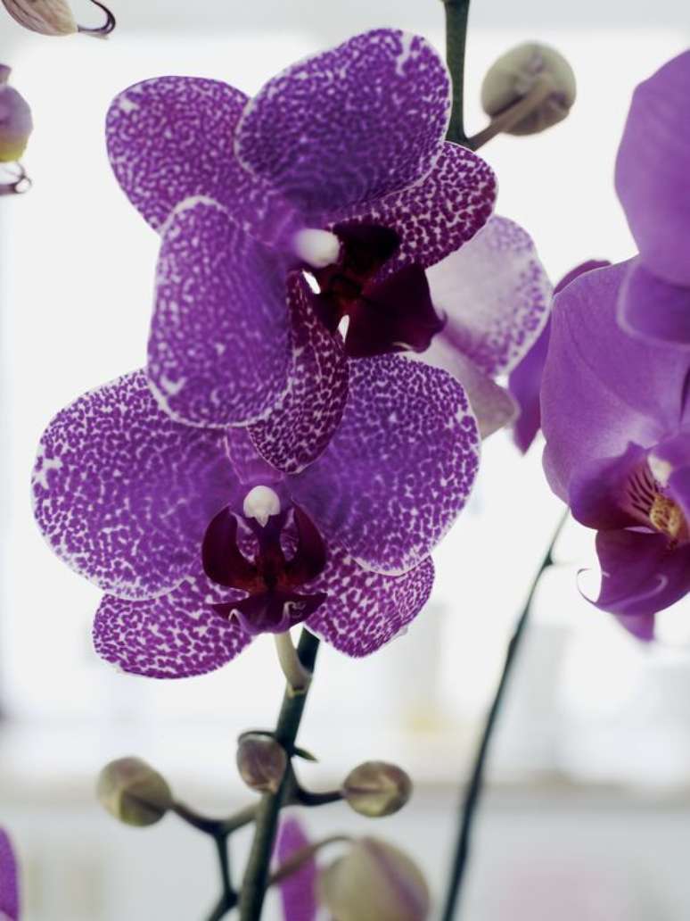 26. Quanto mais nova, mais bonita &eacute; a Orqu&iacute;dea Vanda. Foto: Orchids Info