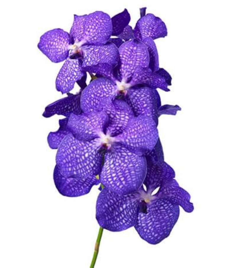 21. A Orquídea Vanda pode ser simples e elegante. Foto: Petal Driven