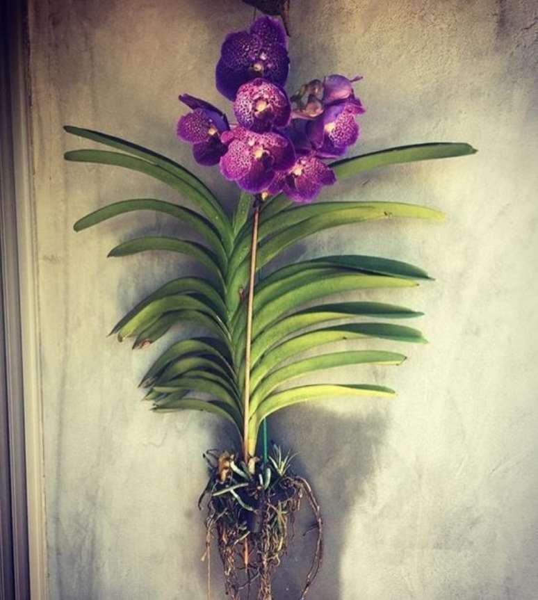 9. A Orquídea Vanda pode crescer bastante. Foto: Tua Casa