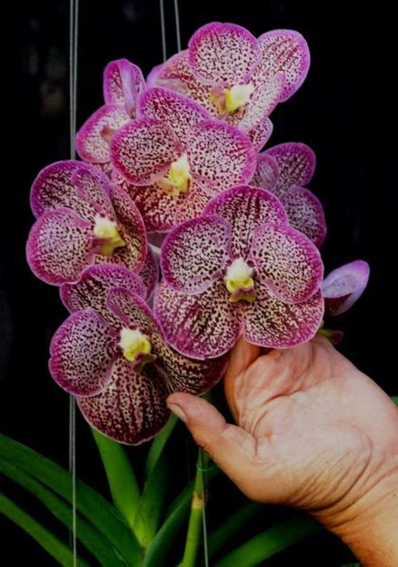 1. A Orquídea Vanda é uma planta muito famosa. Foto: Vandário Mokara