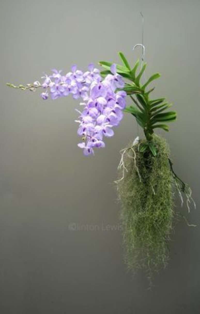4. É preciso tomar cuidado na hora de fazer mudas de Orquídea Vanda. Foto: Primavera Garden