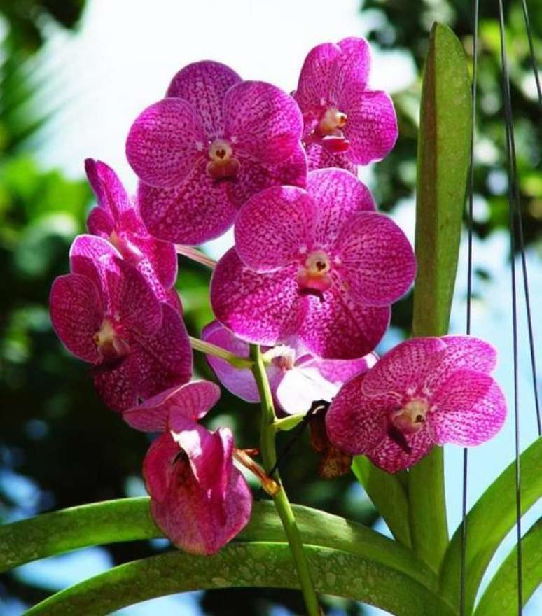 27. A Orquídea Vanda rosa é uma planta angelical. Foto: umCOMO