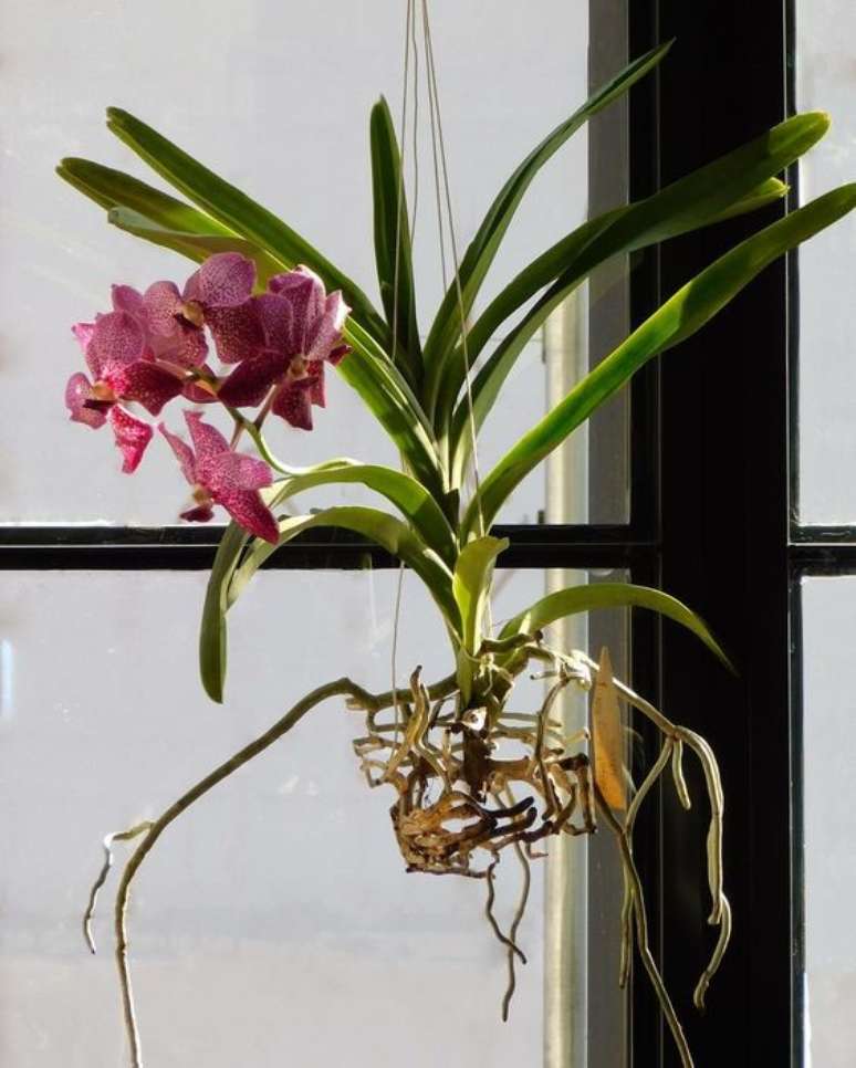 11. A Orqu&iacute;dea Vanda possui ramifica&ccedil;&otilde;es muito bonitas. Foto: Instagram